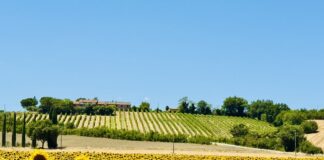 Bettalunga: l’anima artigiana dell’Umbria in ogni sorso IMG_3530-compressed